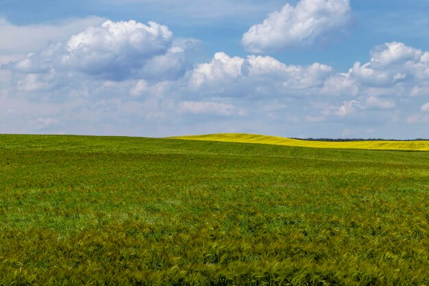 Un campo agricolo dove crescono i cereali verdi