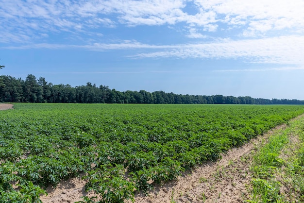 Un campo agricolo dove crescono le patate verdi