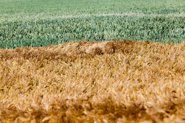 Un campo agricolo dove crescono segale ingiallita e grano verde, un campo agricolo misto con diversi cereali