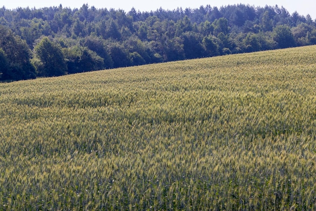 Un campo agricolo dove il grano dei cereali in maturazione coltiva un campo di cereali con piante di grano ingiallite