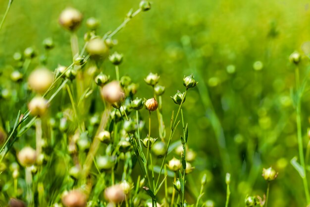 Un campo agricolo dove matura il lino