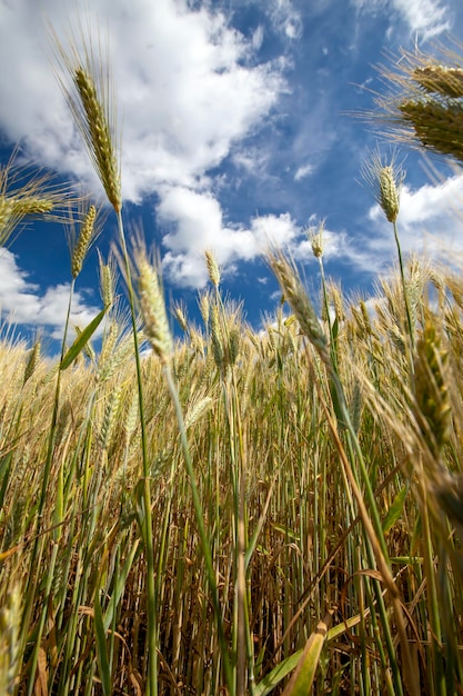 Un campo agricolo dove si coltiva il grano cerealicolo