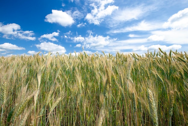 Un campo agricolo dove si coltiva il grano cerealicolo