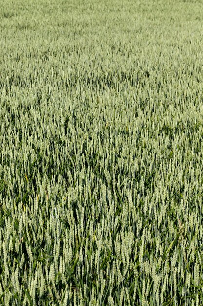 Un campo agricolo dove si coltiva il grano