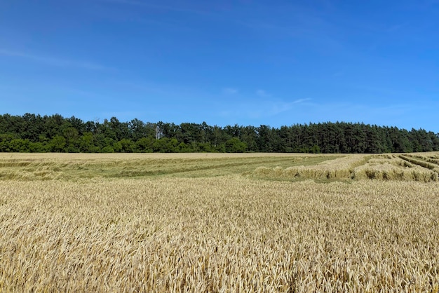 Un campo agricolo dove si coltiva il grano