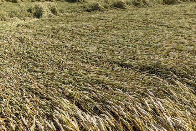 Un campo agricolo dove si coltiva il grano