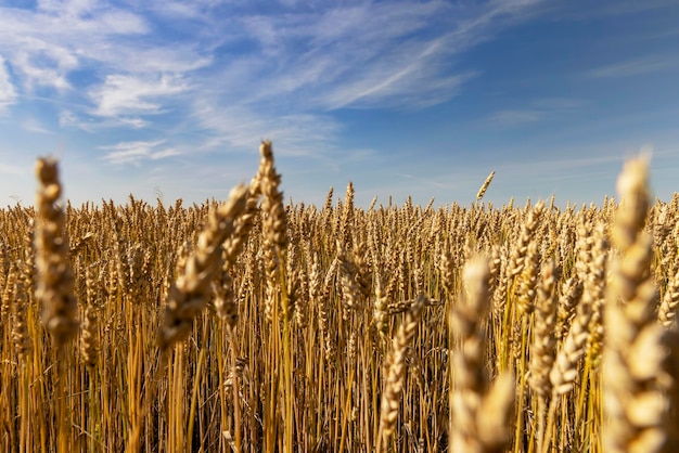 Un campo agricolo dove si coltiva il grano