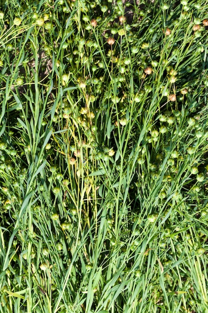 Un campo agricolo dove si coltiva il lino