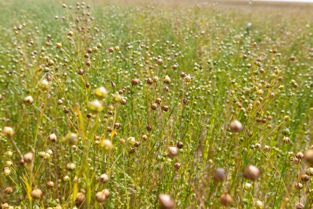 Un campo agricolo dove si coltiva il lino