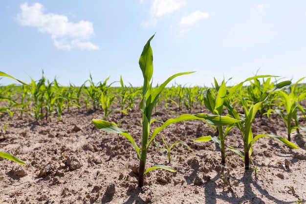 Un campo agricolo dove si coltiva il mais