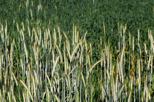 Un campo agricolo dove si coltivano i cereali