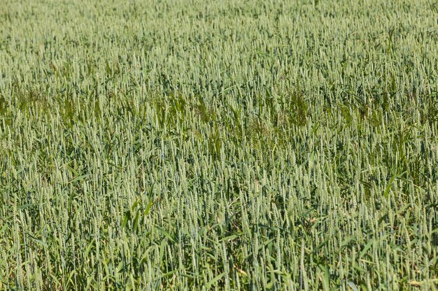 Un campo agricolo dove si coltivano i cereali