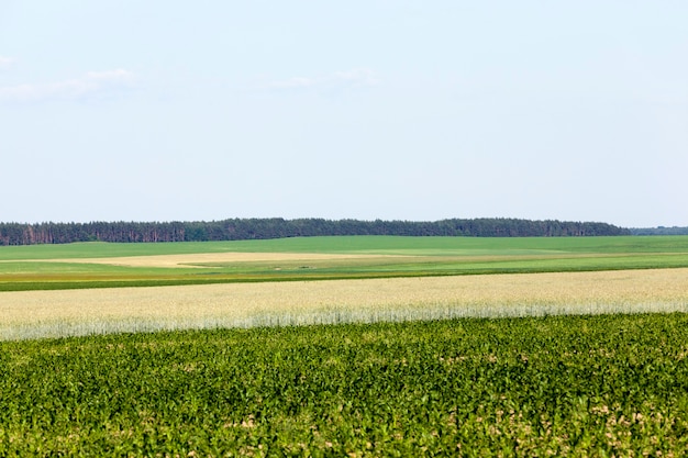 Un campo agricolo dove si coltivano i cereali