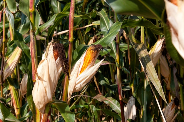 Un campo agricolo dove si raccoglie il mais per nutrirsi