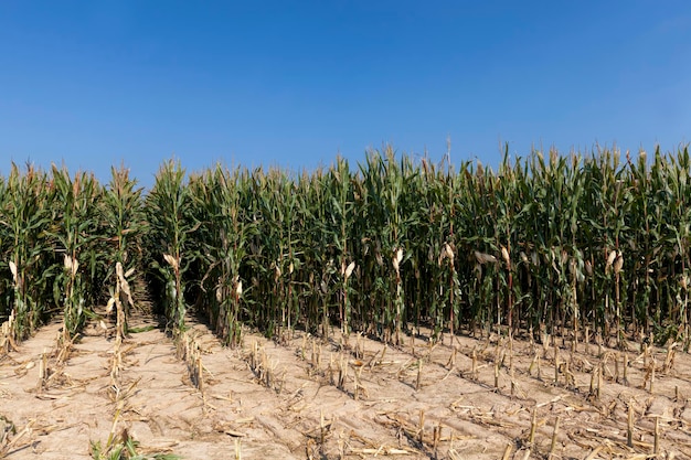 Un campo agricolo dove si raccoglie il mais per nutrirsi