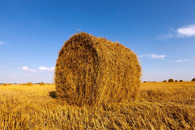 Un campo agricolo dove si raccolgono cereali e paglia raccolti in una catasta.