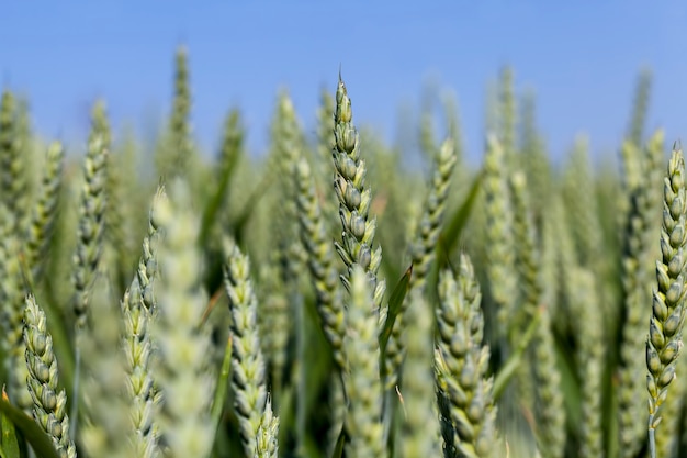 Un campo agricolo dove viene coltivata la segale, coltivando cereali per fornire cibo alla popolazione