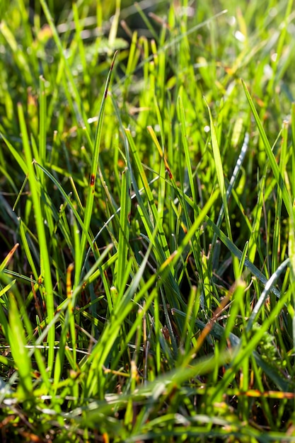 Un campo agricolo dove viene coltivata una coltura di cereali per produrre piante di cereali alimentari durante la coltivazione in campo in estate