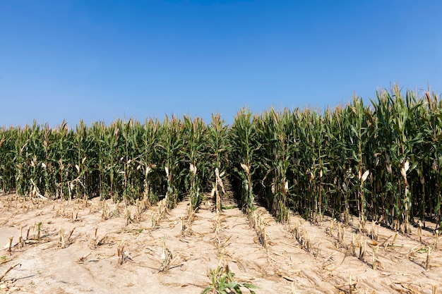 un campo agricolo dove viene raccolto il mais per nutrire il bestiame, campo con mais per il cibo