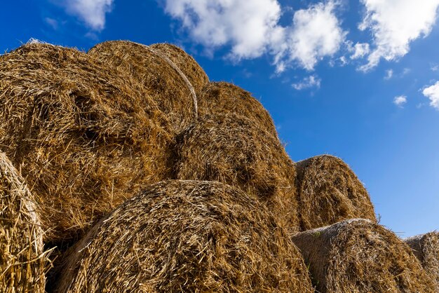 Un campo agricolo in cui vengono raccolti i raccolti di grano e vengono immagazzinati i mucchi di paglia