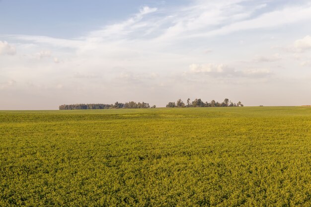 Un campo agricolo su cui coltivazioni di cereali