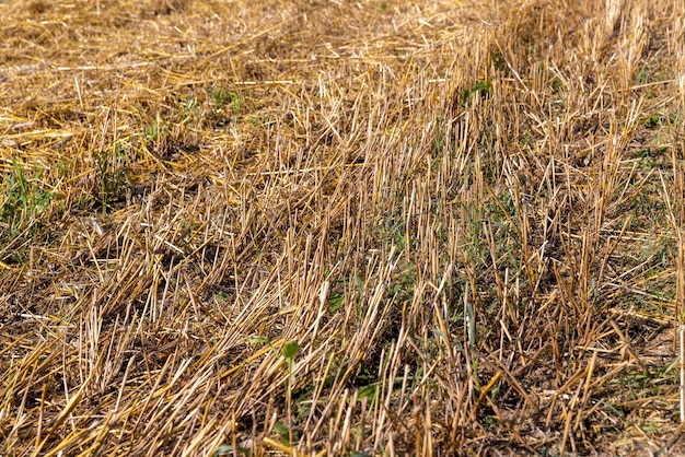 Un campo agricolo su cui rimane paglia di grano dopo la raccolta del grano un campo con cereali in estate