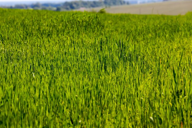 Un campo agricolo su cui vengono coltivate piante di cereali grano, piante di grano verde acerbo