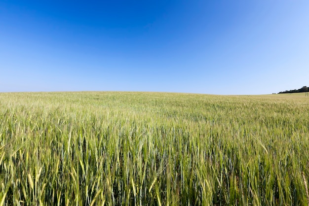 Un campo agricolo