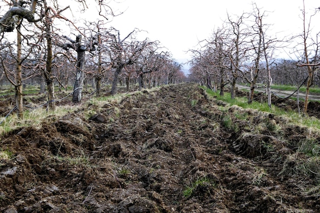 Un campo appena arato.