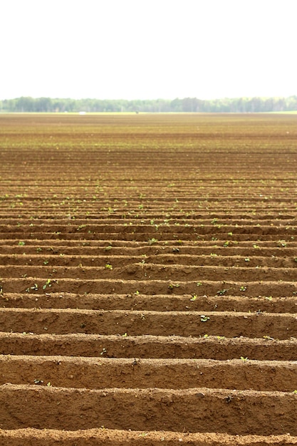 Un campo arato Creazione di un solco in un campo arabile che si prepara per la semina in primavera