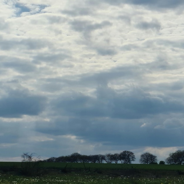 Un campo con alberi e nuvole nel cielo