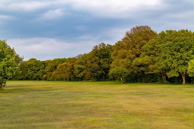 Un campo con alberi e un cielo nuvoloso