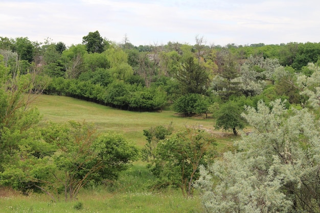 Un campo con alberi ed erba