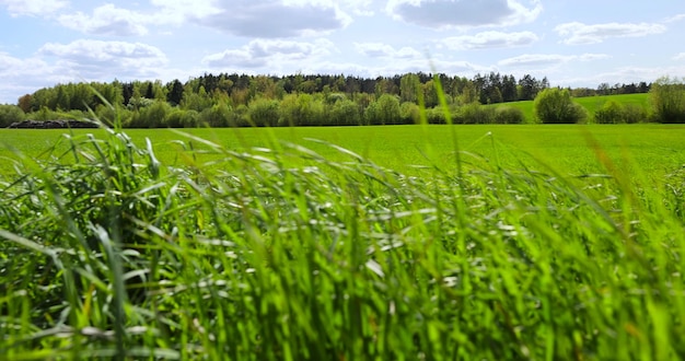 un campo con cereali verdi giovani in crescita