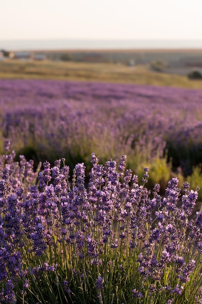 Un campo con fiori di lavanda con uno sfondo sfocato