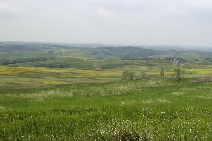 un campo con fiori gialli e alcuni alberi sullo sfondo