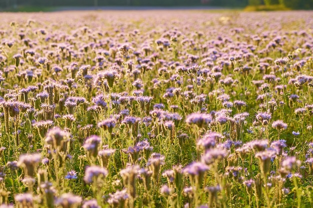 Un campo con fiori viola come sfondo naturale