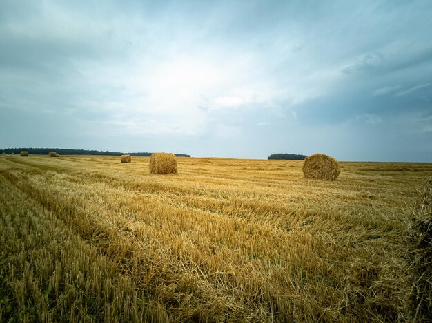 Un campo con grano raccolto Il concetto di mietire mietire