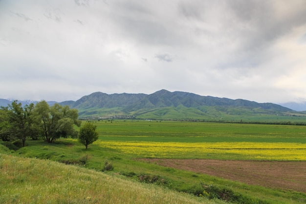 Un campo con le montagne sullo sfondo