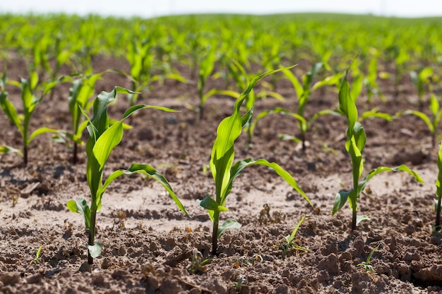 Un campo con mais verde da cui si prevede di ottenere un grande raccolto di mais dolce, giovane mais verde immaturo nel campo