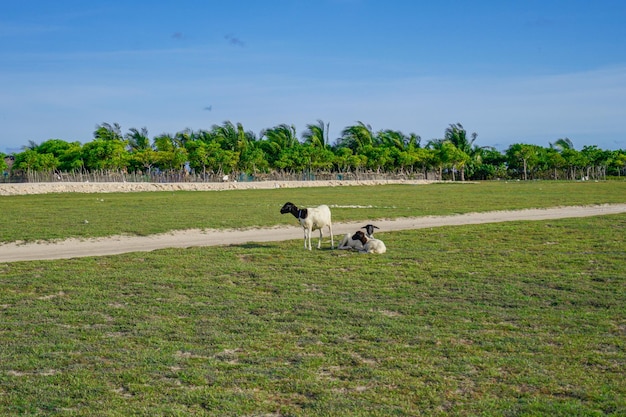 Un campo con pecore e un albero sullo sfondo