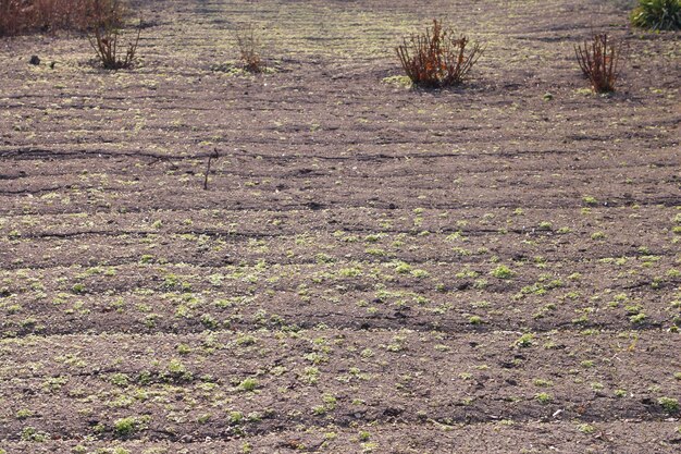 Un campo con piante che crescono in esso