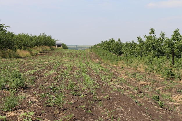 Un campo con piante sullo sfondo