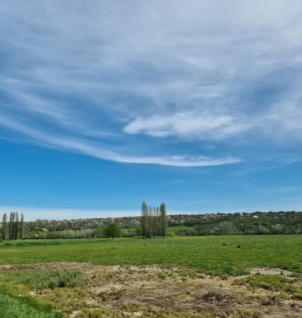 Un campo con pochi alberi e un cielo azzurro con nuvole