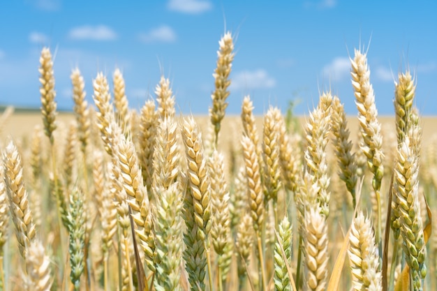 Un campo con spighe di grano in crescita