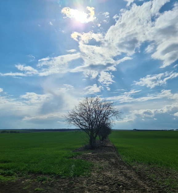 Un campo con un albero che ha la scritta "sopra"