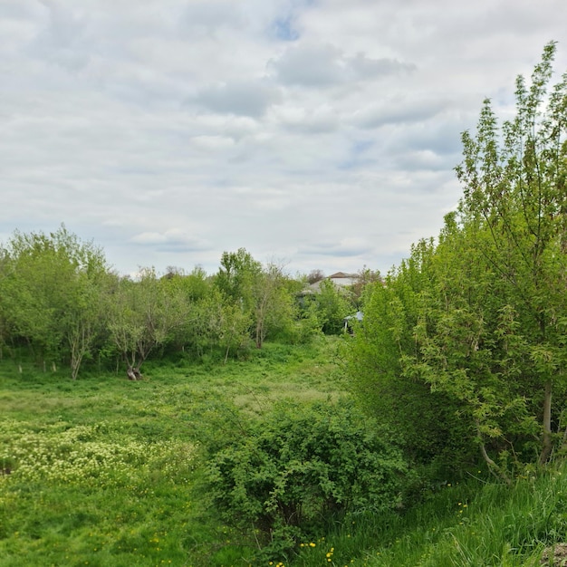 Un campo con un albero e una casa sullo sfondo