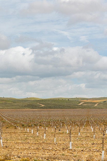 Un campo con un campo che ha un campo con un terreno con un campo con alberi e un cielo con nuvole