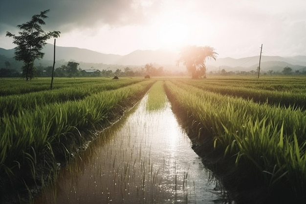 Un campo con un campo e un cielo nuvoloso