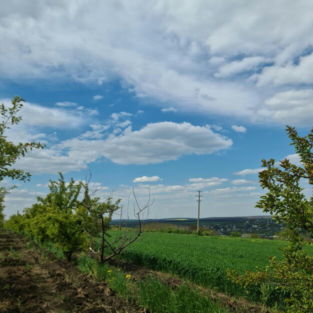 Un campo con un cielo azzurro e alcuni alberi e un campo con alcuni alberi verdi.